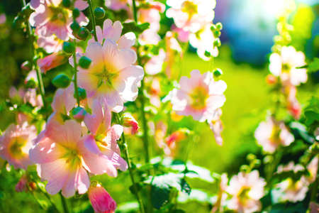 Bright pink crimson malva flowers with green leaves close up on a blur background.