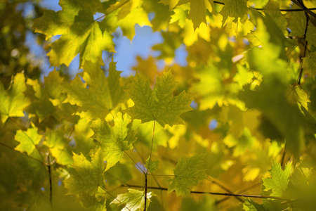 Twig with maple leaves in various autumnal colors close up