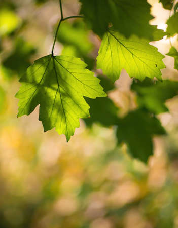 Twig with maple leaves in various autumnal colors close up