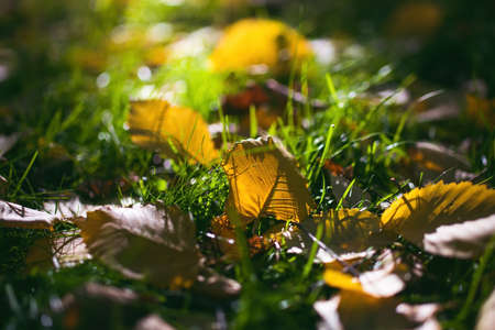 Maple leaves in various autumnal colors; Fall foliageの写真素材