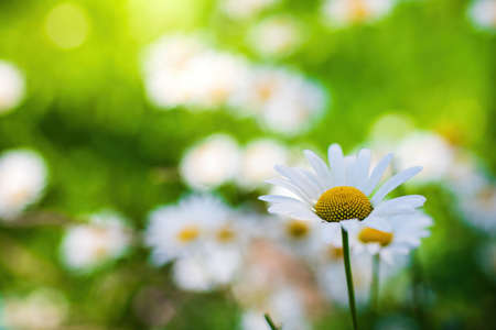 Chamomile flower a blurred background.の写真素材