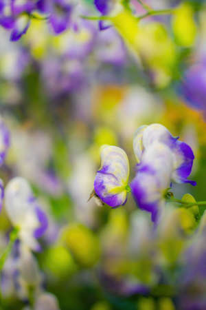 Aconite flower commonly known as aconitum, monkshood, wolf.