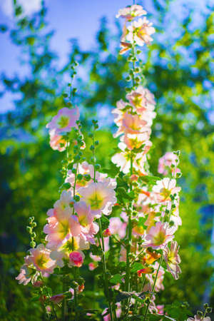 Bright pink crimson malva flowers with green leaves close up on a blur background.