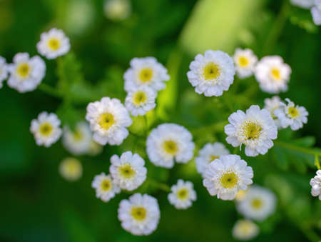 Chamomile flower a blurred background.の写真素材