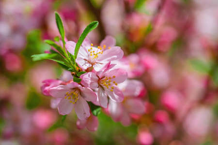 Spring flowering pink almond closeup.の写真素材