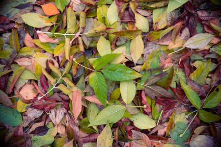 Background from wet leaves of various autumn colors after rain