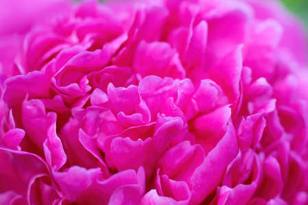Bright beautiful floral arrangement of pink pion flowers close-up.の写真素材