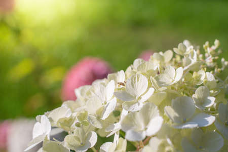 Blooming hydrangea in the garden close-up on a sunny day.