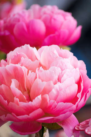 Bright beautiful floral arrangement of pink pion flowers close-up.の写真素材