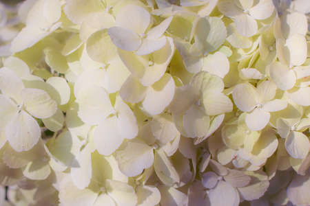 Blooming hydrangea in the garden close-up on a sunny day.