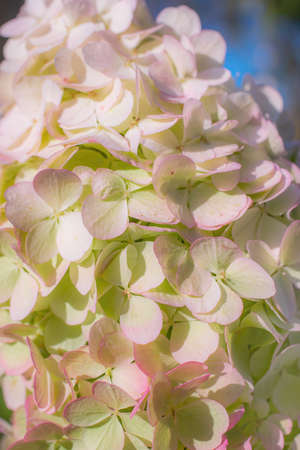 Blooming hydrangea in the garden close-up on a sunny day.の写真素材