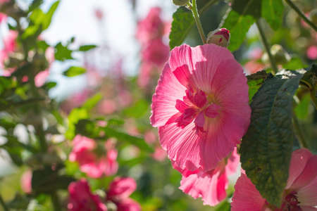 Bright crimson mallow flowers on a blurred background.