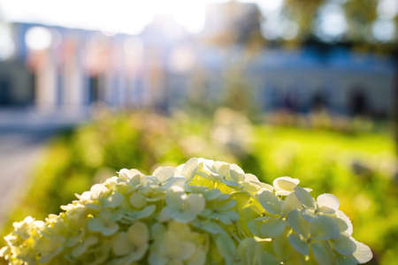 Blooming hydrangea in the garden close-up on a sunny day.