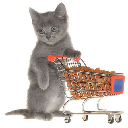 A kitten with a grocery cart filled with dry cat food isolated on a white background.の写真素材