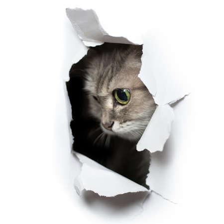 Cat looks into the torn hole isolated on a white background.の写真素材