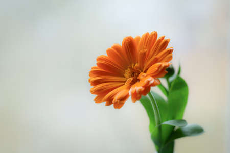 Flower of calendula close up on a blur background.の写真素材