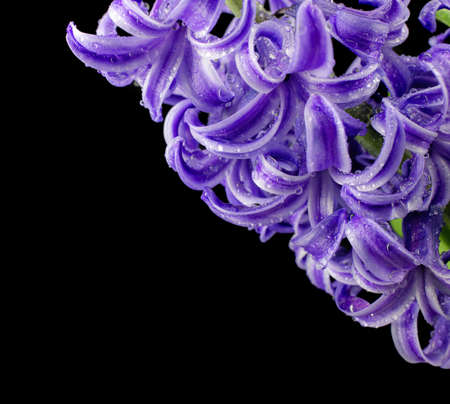 Flower hyacinth violet color close-up on a black background.の写真素材