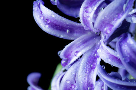 Flower hyacinth violet color close-up on a black background.の写真素材