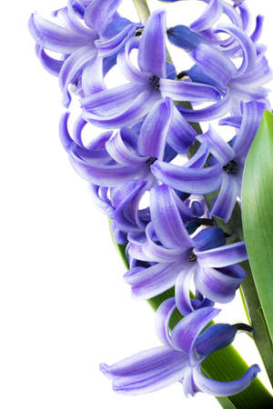 Flower hyacinth violet color close-up on a white background.の写真素材