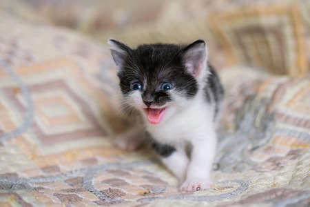 Bicolor gray-white small shorthair kitten at home on a plaid.の写真素材