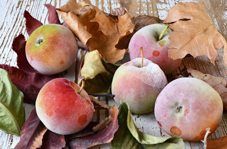 Autumn still life with frozen apples and dry leaves on a wooden tabletop.の写真素材