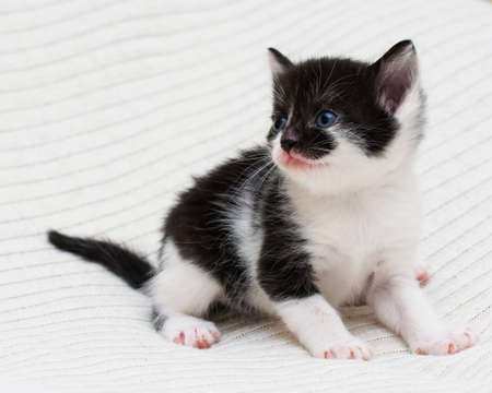 Bicolor black-white small shorthair kitten at home on a plaid.の写真素材