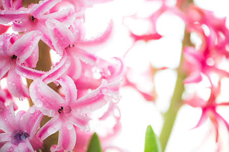 Flower hyacinth pink color after rain isolated on a white background.の写真素材