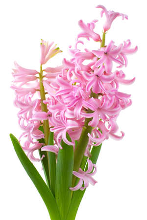 Flower hyacinth pink color isolated on a white background.の写真素材