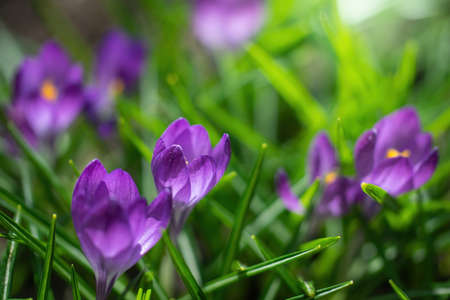 Fresh flowers of purple crocus in spring in the garden.の写真素材