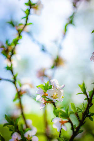 Branch of a tree with white flower close-up in spring on a sunny day.