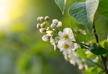 Branch of flowering bird cherry in white flowers on a spring sunny day.の写真素材