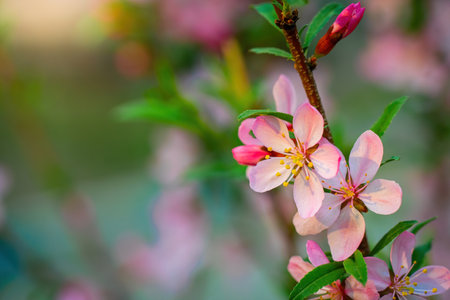 Spring flowering pink almond closeup.の写真素材