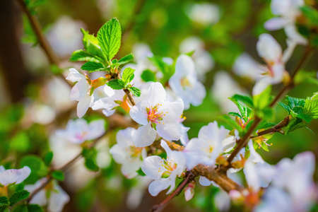Branch of a tree with white flower close-up in spring on a sunny day.の写真素材