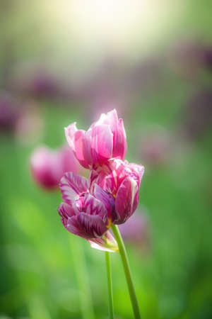Field purple flower tulip against the rays of the setting sun on a summer day.