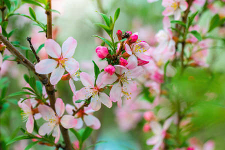 Spring flowering pink almond closeup.