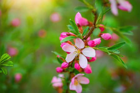 Spring flowering pink almond closeup.の写真素材