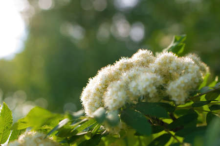 Branch of a tree with white flower close-up in spring on a sunny day.の写真素材