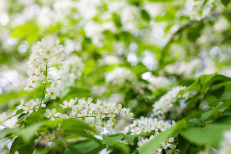 Branch of flowering bird cherry in white flowers on a spring sunny day.