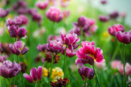Field purple flower tulip against the rays of the setting sun on a summer day.の写真素材
