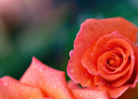 Orange rose flower close up on a green blurred background.