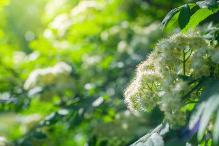 Branch of a tree with white flower close-up in spring on a sunny day.
