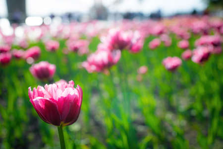 Field pink flower tulip against the rays of the setting sun on a summer day.