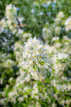 Branch of a blossoming apple tree in white flowers against the skyの写真素材