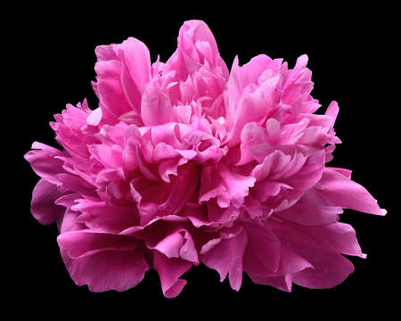 Bright pink pion flower close-up isolated on a black background.の写真素材
