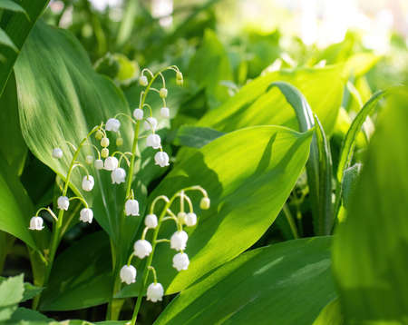 Spring flower lily of the valley close-up on a green blurred background.