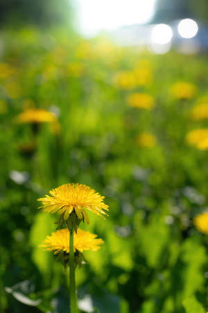 Field dandelions in sunny day on a blurred background.