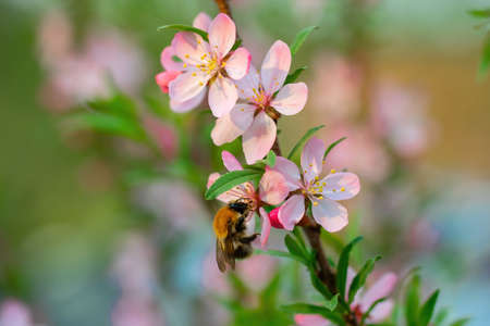 Bee collects nectar of pink almond flower on a spring day.の写真素材