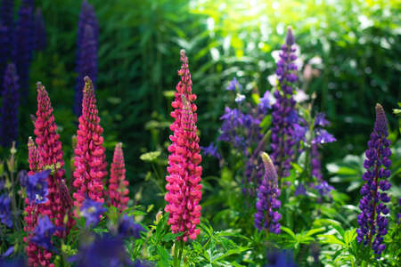 Lupine flower close-up in the gardenの写真素材