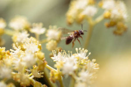 Bee collects nectar of white flower on a spring day.