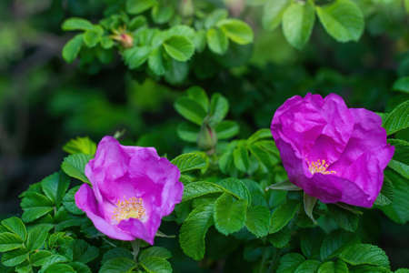Blooming pink wild rose spring day close-up on a blurred background.の写真素材
